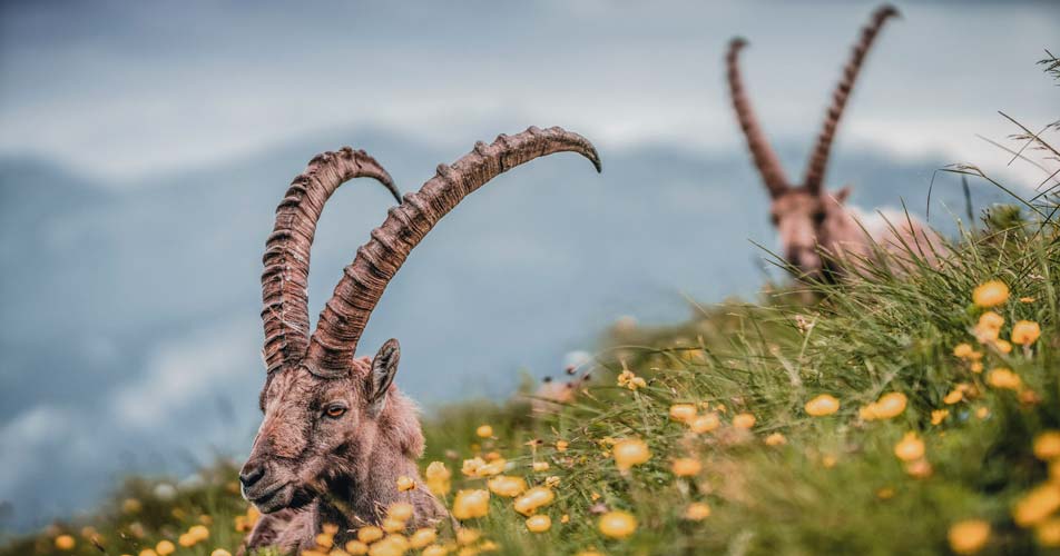 camping parc du mercantour